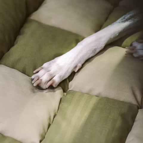 Siège Auto Arrière Pour Chien – Installation Facile Et Stabilité
