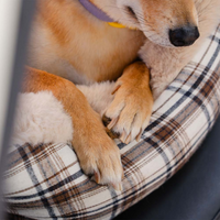 Panchina da Viaggio per Cani – Confortevole e Facile da Installare 